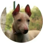 Jonangi