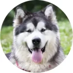 Malamute do Alasca