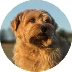 Norfolk Terrier