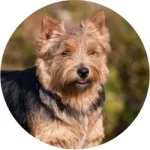 Norwich Terrier