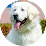 Pastor Húngaro (kuvasz)