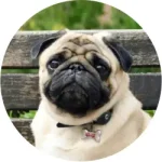 Pug