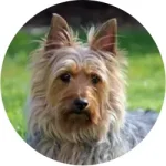 Silky Terrier