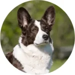 Welsh Corgi Cardigan